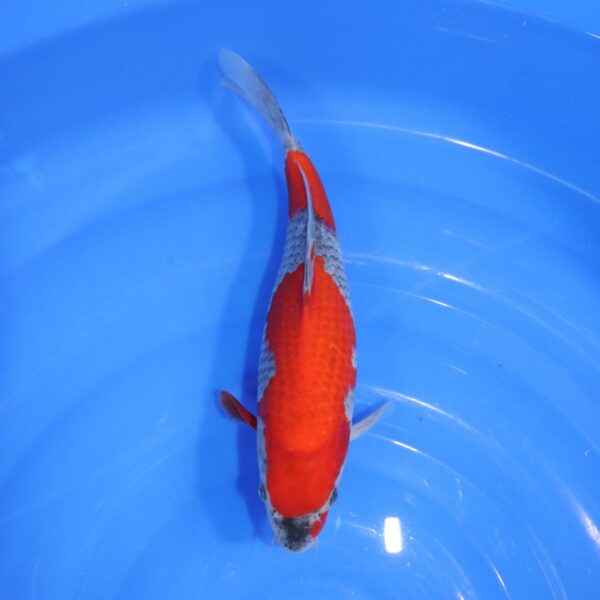 Carpe Koi japonaise Goshiki 28cm