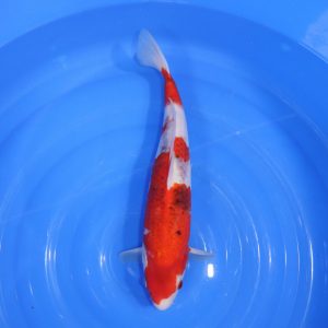 Carpe Koi japonaise Goromo 41cm