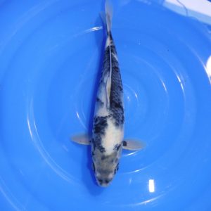Carpe Koi japonaise Shiro Utsuri 30cm