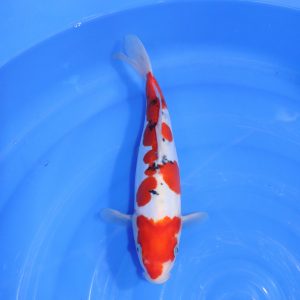 Carpe Koi japonaise Sanke Doitsu 29cm