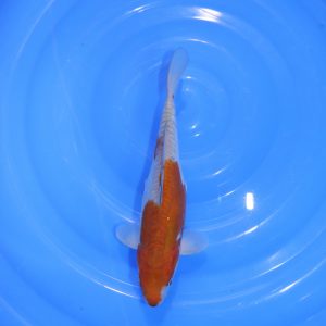 Carpe Koi japonaise Ochiba Doitsu 26cm