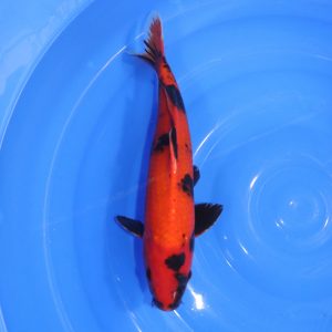 Carpe Koi japonaise Hi Utsuri  36cm