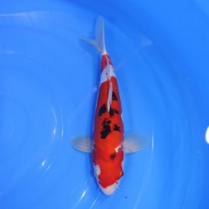 Carpe Koi japonaise Sanke Doitsu 27cm