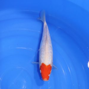 Carpe Koi japonaise Kohaku Doitsu 28cm