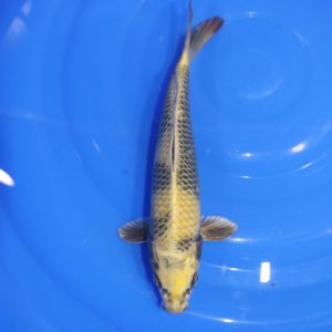 Carpe Koi japonaise Kin ki utsuri 29cm