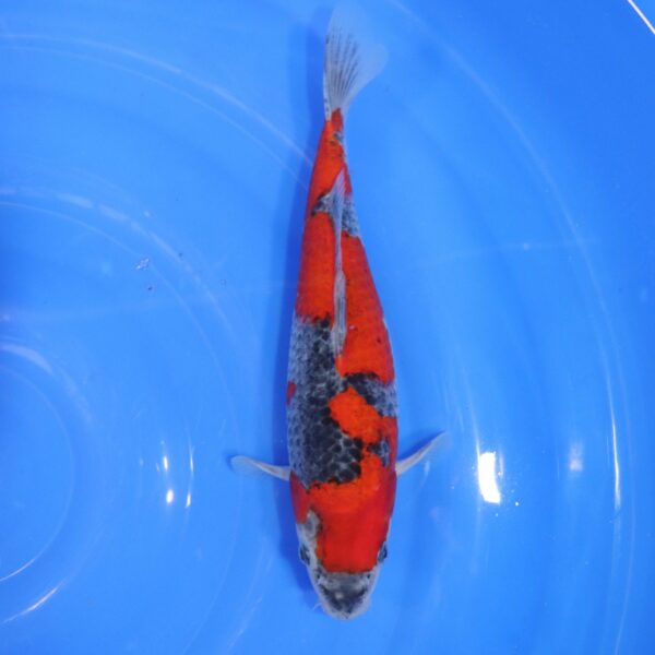 Carpe Koi japonaise Goshiki 26cm