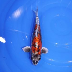 Carpe Koi japonaise Kujaku Doitsu 36cm