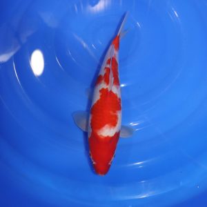 Carpe Koi japonaise Kohaku 30cm