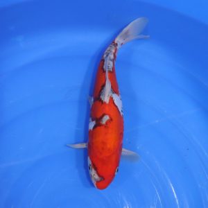 Carpe Koi japonaise goshiki Doitsu 35cm