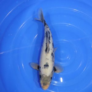 Carpe Koi japonaise shiro utsuri 32cm