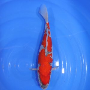 Carpe Koi japonaise Goshiki 35cm