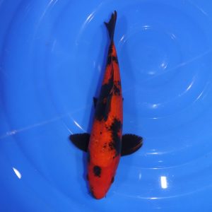 Carpe Koi japonaise Hi Utsuri 31cm