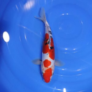 Carpe Koi japonaise Sanke  Doitsu 28cm