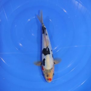 Carpe Koi japonaise Sanke Doitsu 25cm