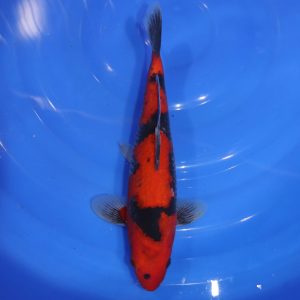 Carpe Koi japonaise Goshiki 30cm