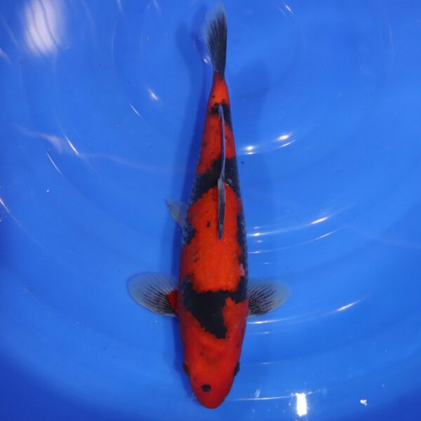 Carpe Koi japonaise Goshiki 30cm