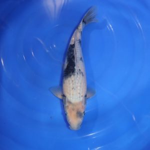 Carpe Koi japonaise Shiro Utsuri 32cm