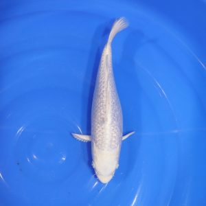 Carpe Koi japonaise platinum 28cm
