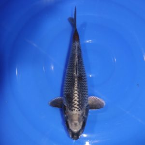 Carpe Koi japonaise Kagane Ochiba 30cm