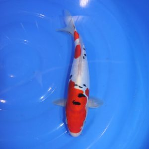 Carpe Koi japonaise sanke doitsu 29cm