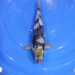 Carpe Koi japonaise shiro utsuri 31cm