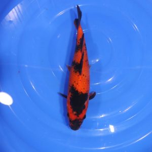 Carpe Koi japonaise hi utsuri 39cm