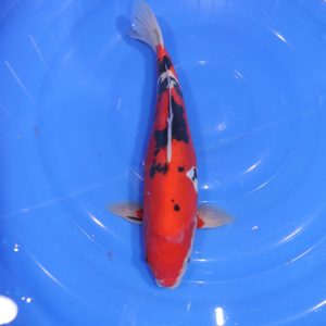 Carpe Koi japonaise sanke doitsu 32cm