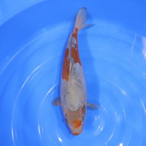 Carpe Koi japonaise Ochiba doitsu 40cm