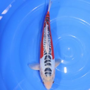 Carpe Koi japonaise Shusui 35cm