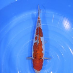 Carpe Koi japonaise Ochiba Doitsu 38cm