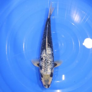 Carpe Koi japonaise Matsukawabake 39cm