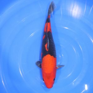 Carpe Koi japonaise goshiki 34cm