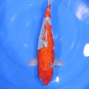 Carpe Koi japonaise goshiki ginrin 41cm