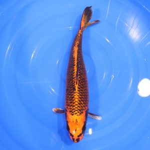 Carpe Koi japonaise Matsuba 39cm