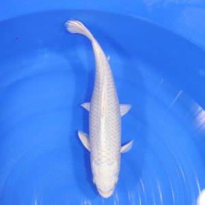 Carpe Koi japonaise Platinum 34cm
