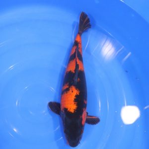 Carpe Koi japonaise Hi Utsuri 38cm