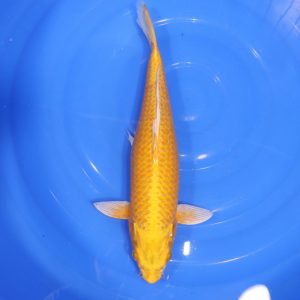 Carpe Koi japonaise Yamabuki Ogon 41cm