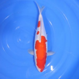 Carpe Koi japonaise Kohaku Doitsu 31cm