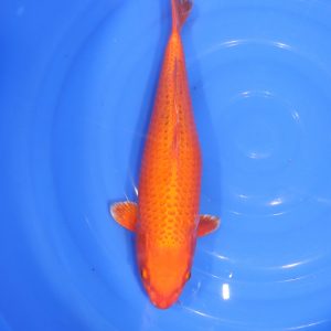 Carpe Koi japonaise Oranji Ogon 41cm