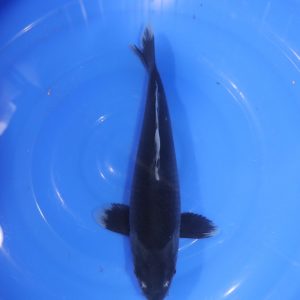Carpe Koi japonaise Hajiro 27cm