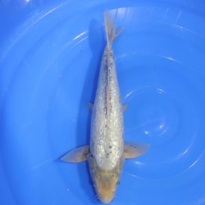 Carpe Koi japonaise Matsukawabake 35cm