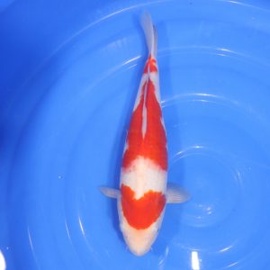 Carpe Koi japonaise Kohaku 34cm