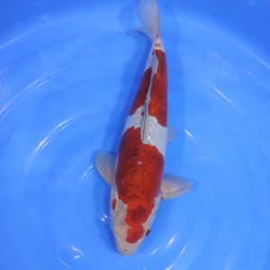 Carpe Koi japonaise Ochiba Doitsu 38cm
