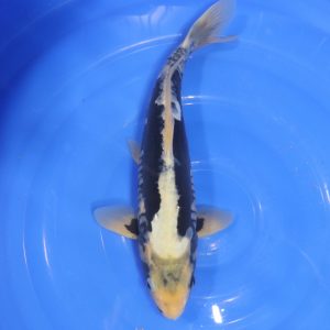 Carpe Koi japonaise Kumonryu 35cm