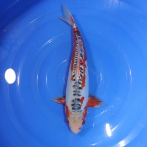 Carpe Koi japonaise Shusui 35cm