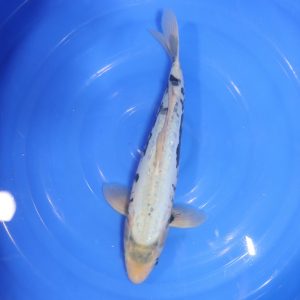 Carpe Koi japonaise Kumonryu 36cm