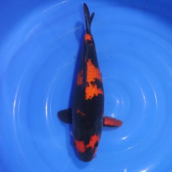 Carpe Koi japonaise Hi Utsuri 37cm