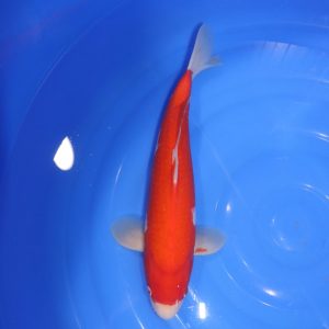 Carpe Koi japonaise Kohaku 40cm