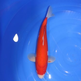 Carpe Koi japonaise Kohaku 40cm