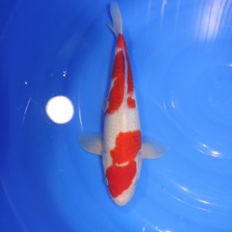 Carpe Koi japonaise Kohaku 32cm